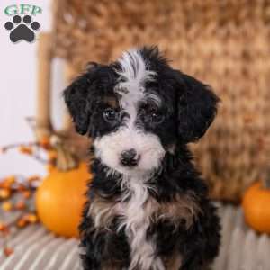 Hercules, Mini Bernedoodle Puppy